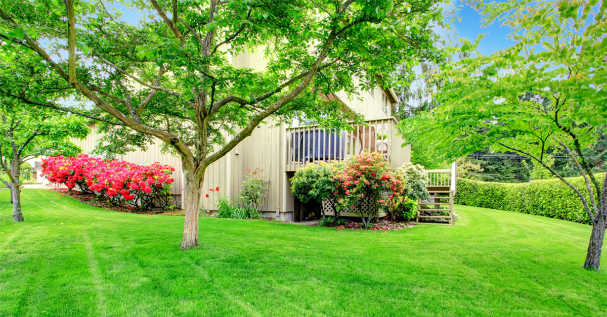 The Best Shade Trees To Plant In Your Yard
