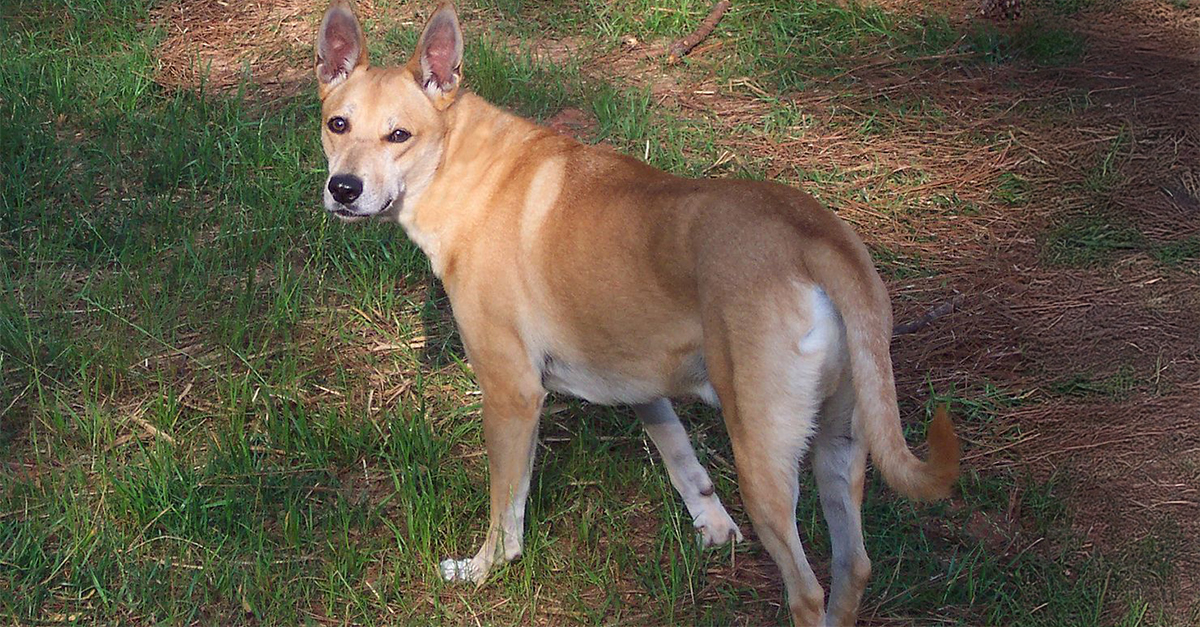 The Carolina Dog: A Loyal American Breed With An Independent Streak